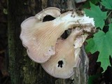 Panus conchatus image