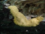 Fuligo septica image