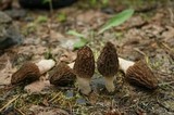 Morchella brunnea image