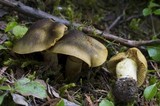 Cortinarius clandestinus image