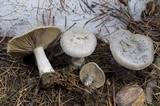 Clitocybe glacialis image