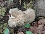 Megacollybia rodmani image