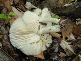 Megacollybia rodmani image