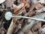 Hymenopellis furfuracea image