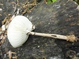 Hymenopellis megalospora image