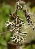 Hypogymnia tubulosa image