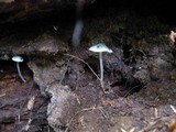 Mycena subcaerulea image