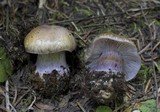Cortinarius subolivascens image