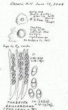 Tarzetta gaillardiana image
