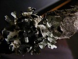 Parmelia barrenoae image