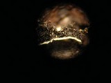 Parmelia barrenoae image