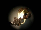 Parmelia barrenoae image
