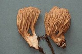 Ramaria marrii image
