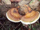 Ganoderma zonatum image