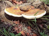 Ganoderma zonatum image