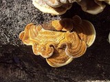 Funalia polyzona image