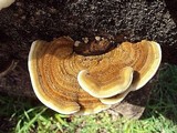 Funalia polyzona image