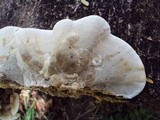 Funalia polyzona image