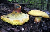 Buchwaldoboletus lignicola image