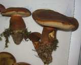 Tylopilus ferrugineus image