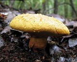 Buchwaldoboletus lignicola image