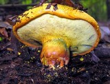 Buchwaldoboletus lignicola image