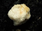 Postia ptychogaster image
