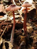 Mycena sanguinolenta image