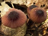 Mycena sanguinolenta image