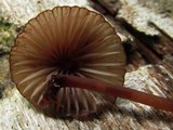 Mycena sanguinolenta image
