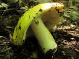 Russula grata image