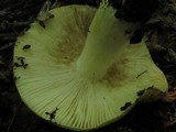 Russula grata image