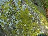 Candelaria concolor image