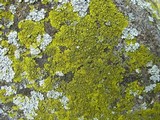 Candelaria concolor image