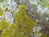 Candelaria concolor image