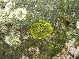 Candelaria concolor image
