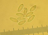 Tylopilus plumbeoviolaceus image