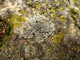 Phaeophyscia ciliata image