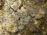 Phaeophyscia ciliata image