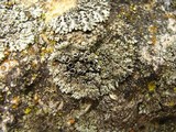 Phaeophyscia ciliata image