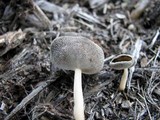Helvella macropus image