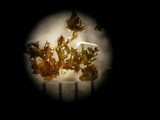 Leptogium lichenoides image