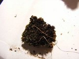 Leptogium lichenoides image