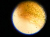 Leptogium lichenoides image