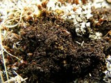 Leptogium lichenoides image