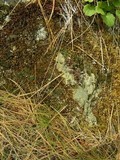 Tuckermanopsis chlorophylla image