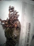 Tuckermanopsis chlorophylla image