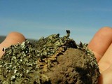 Xanthoparmelia cumberlandia image
