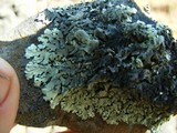 Xanthoparmelia cumberlandia image