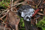 Hypomyces cervinigenus image